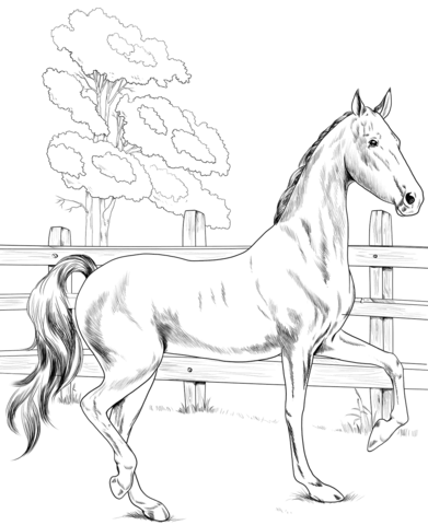 American Saddlebred Coloring Page